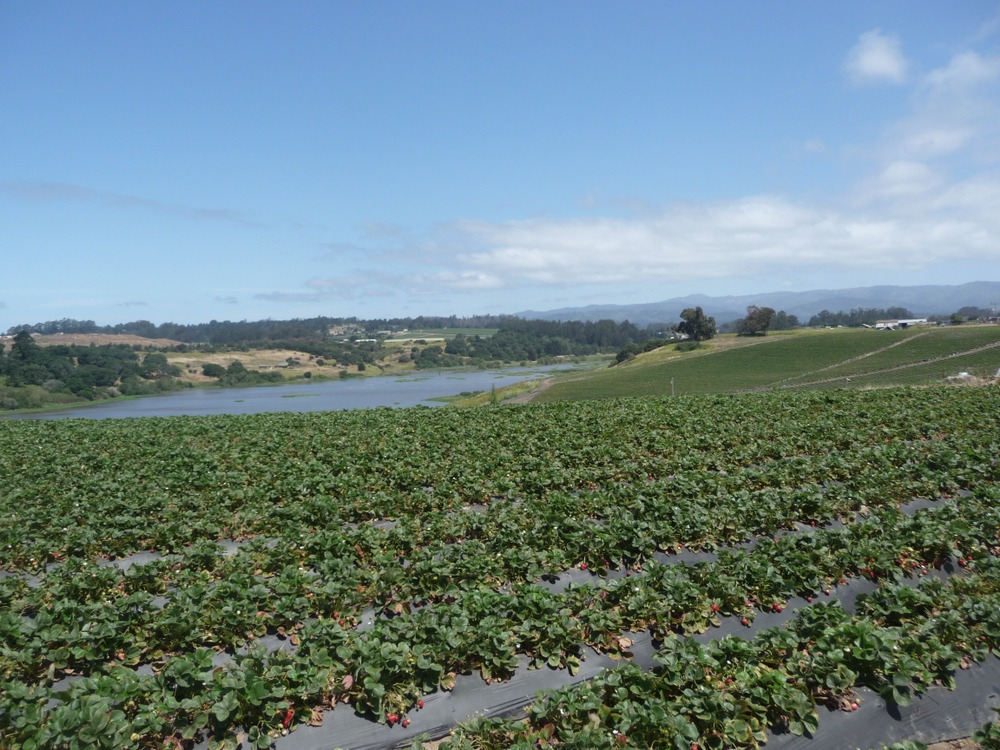 Salinas, Watsonville, California
