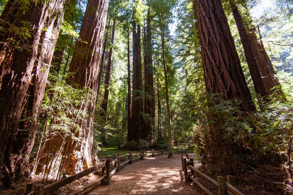 training in Santa Cruz, Santa Cruz, California